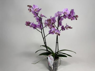 A Phalaenopsis orchid with two upright flower spikes, densely covered with delicate lilac to pink butterfly-shaped flowers and darker accents. Green leaves and aerial roots protrude from the transparent pot.